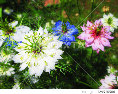 ニゲラ(クロタネソウ)の満開の花の風景 ニゲラ(クロタネソウ)の満開の花の風景 129510506