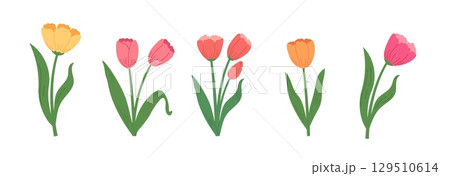 Set of spring tulip flowers in hand draw style. Botanical vector illustrations. Set of spring tulip flowers in hand draw style. Botanical vector illustrations. 129510614