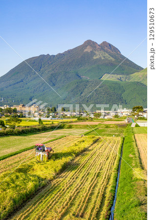 湯布院稲刈り風景 129510673