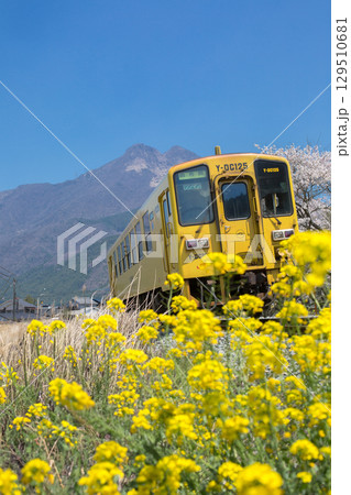湯布院 菜の花と列車 湯布院 菜の花と列車 129510681