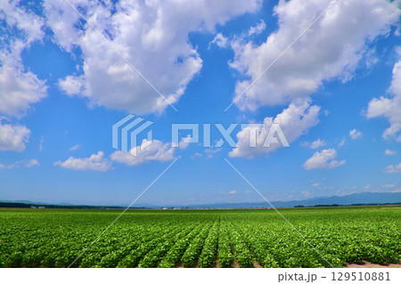 大豆畑と大空（北海道・美唄市・岩三沢市） 129510881