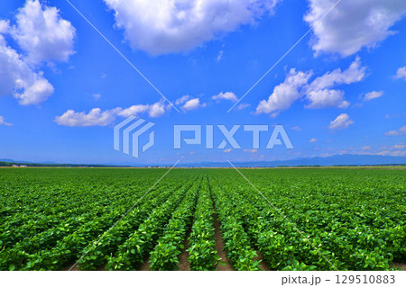 大豆畑と大空（北海道・美唄市・岩三沢市） 129510883