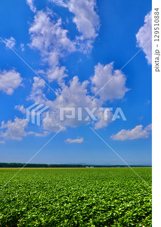 大豆畑と大空（北海道・美唄市・岩三沢市） 129510884