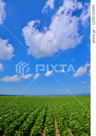 大豆畑と大空(北海道・美唄市・岩三沢市) 大豆畑と大空(北海道・美唄市・岩三沢市) 129510885