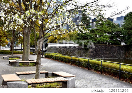 千代田区　皇居内濠沿いの休憩スペースと満開桜と平川橋 129511293