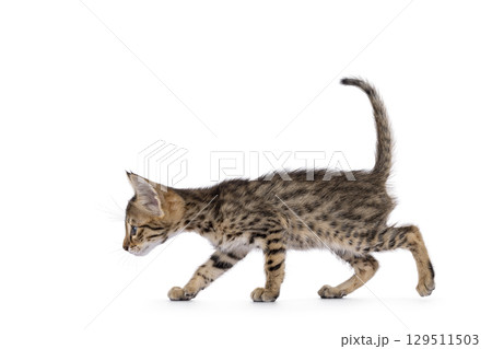 Baby cat on white background 129511503