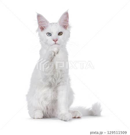 White odd eyed cat on white 129511509