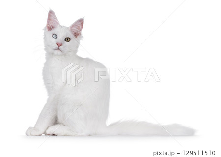 White odd eyed cat on white White odd eyed cat on white 129511510