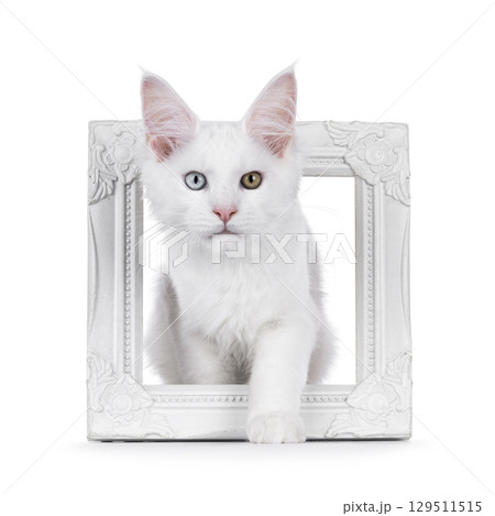 White odd eyed cat on white 129511515