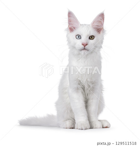 White odd eyed cat on white 129511518