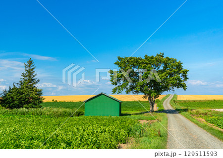 夏の美瑛 北海道旭川市 夏の美瑛 北海道旭川市 129511593