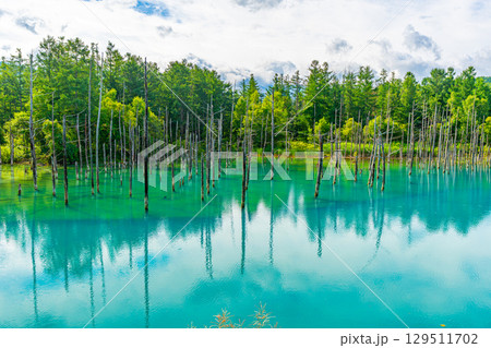 夏の青い池　北海道旭川市　美瑛 129511702