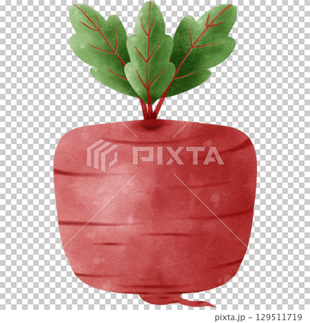 Beetroot isolated on white background 129511719
