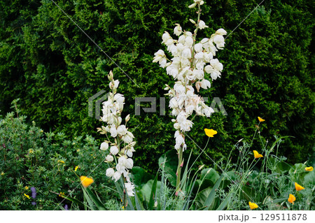 White flowers bloom elegantly in a lush garden with vibrant yellow accents during a sunny day 129511878