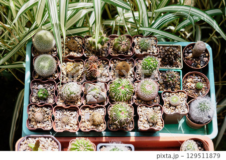 Colorful collection of potted cacti arranged in a greenhouse during bright daylight 129511879