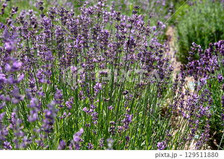 Vibrant lavender field in full bloom during sunny day showcasing nature's beauty and tranquility 129511880