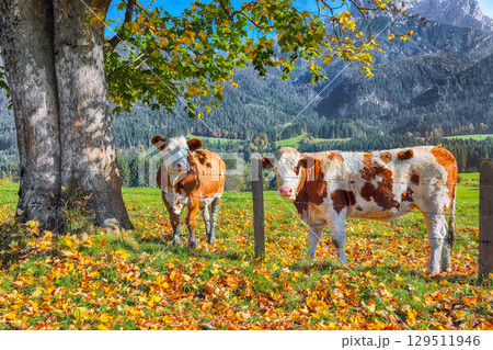 Amazing view of Mitterhofen village with cows on meadow. Amazing view of Mitterhofen village with cows on meadow. 129511946