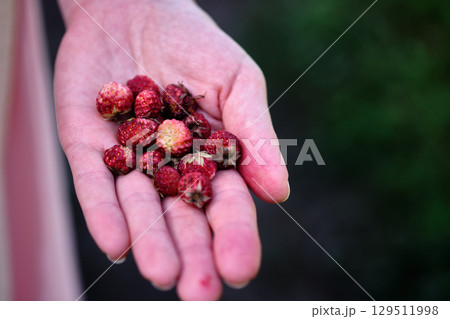 Hand holds freshly picked red berries in bright natural light during a sunny day in a lush garden Hand holds freshly picked red berries in bright natural light during a sunny day in a lush garden 129511998
