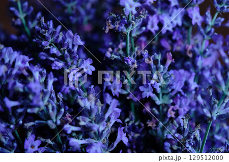 Lavender flowers in bloom showcasing vibrant purple hues captured in natural light 129512000