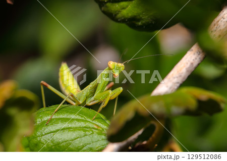 Amazing close up picture of Praying Mantis on the leaf with blurred background. 129512086