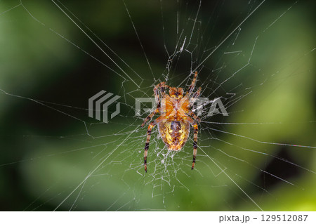 Amazing Macro photography of spider. Amazing Macro photography of spider. 129512087