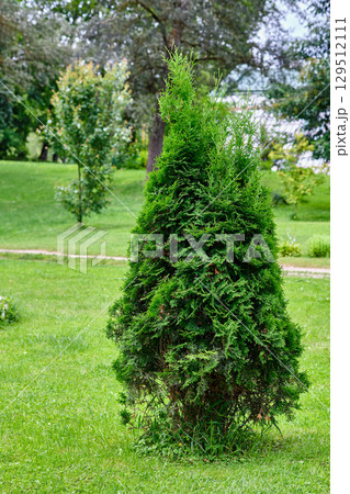 Green conifer tree standing alone in a lush park during a sunny day in summer 129512111