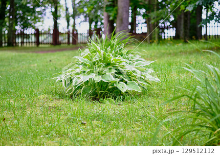 Lush green hosta plant thriving in a serene garden setting surrounded by trees and greenery Lush green hosta plant thriving in a serene garden setting surrounded by trees and greenery 129512112