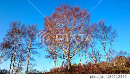 青空に映える紅葉 129512553