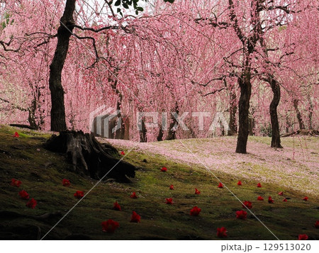 城南宮　しだれ梅と落ち椿 129513020