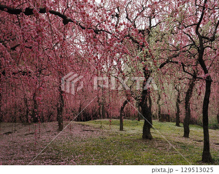 城南宮　しだれ梅と落ち椿 129513025