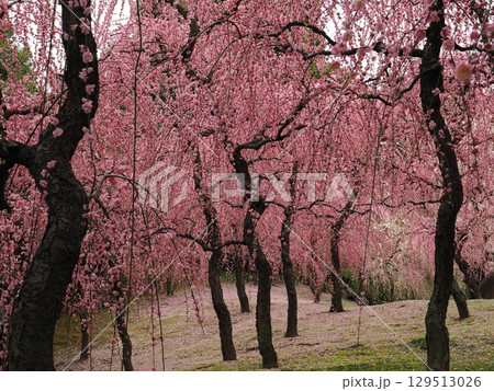 城南宮　しだれ梅と落ち椿 129513026