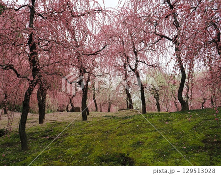 城南宮　しだれ梅と落ち椿 129513028