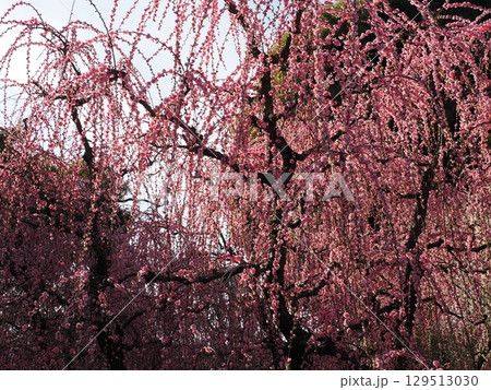 城南宮 しだれ梅と落ち椿 城南宮 しだれ梅と落ち椿 129513030