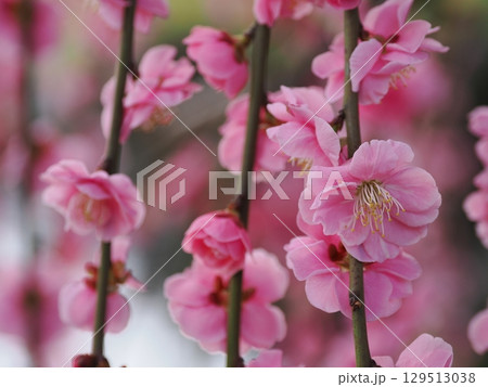 城南宮 しだれ梅と落ち椿 城南宮 しだれ梅と落ち椿 129513038