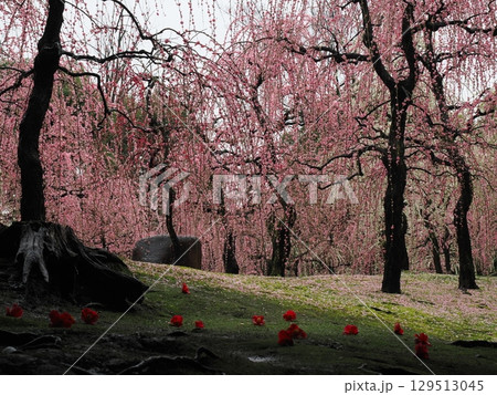 城南宮 しだれ梅と落ち椿 城南宮 しだれ梅と落ち椿 129513045