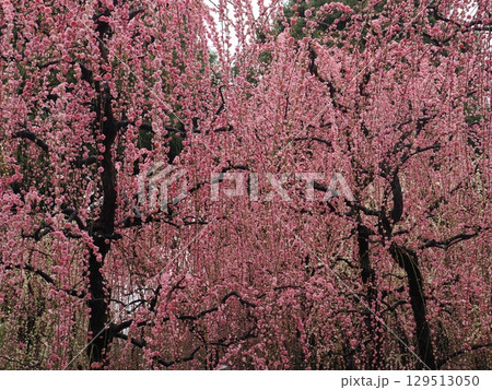 城南宮　しだれ梅と落ち椿 129513050