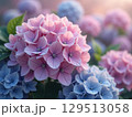 雨上がりに光が差し込み幻想的な紫陽花の画像 129513058
