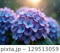 雨上がりに光が差し込み幻想的な紫陽花の画像 129513059