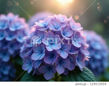 雨上がりに光が差し込み幻想的な紫陽花の画像 129513059