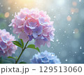 雨上がりに光が差し込み幻想的な紫陽花の画像 129513060