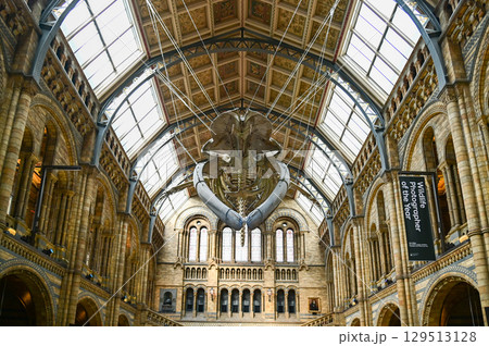 ロンドンにある自然史博物館のとても美しい風景 129513128