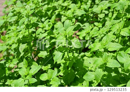 レモンミント（シソ科）イヌハッカ属 129513235