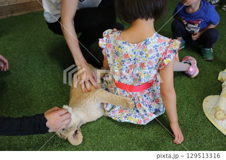 ライオン赤ちゃん大接近、美祢市、サファリランド、山口県、ライオン、触れ合い、体験 ライオン赤ちゃん大接近、美祢市、サファリランド、山口県、ライオン、触れ合い、体験 129513316