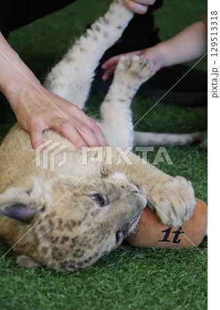 ライオン赤ちゃん大接近、美祢市、サファリランド、山口県、ライオン、触れ合い、体験 129513318