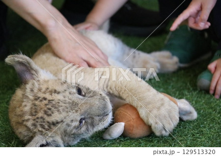 ライオン赤ちゃん大接近、美祢市、サファリランド、山口県、ライオン、触れ合い、体験 ライオン赤ちゃん大接近、美祢市、サファリランド、山口県、ライオン、触れ合い、体験 129513320