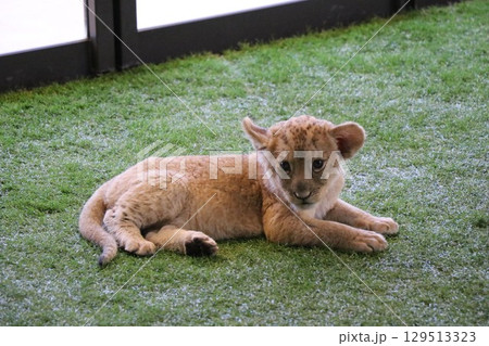 ライオン赤ちゃん大接近、美祢市、サファリランド、山口県、ライオン、触れ合い、体験 ライオン赤ちゃん大接近、美祢市、サファリランド、山口県、ライオン、触れ合い、体験 129513323