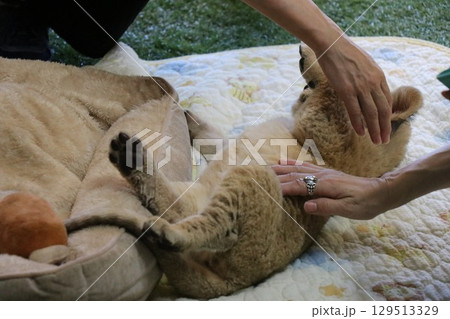 ライオン赤ちゃん大接近、美祢市、サファリランド、山口県、ライオン、触れ合い、体験 ライオン赤ちゃん大接近、美祢市、サファリランド、山口県、ライオン、触れ合い、体験 129513329