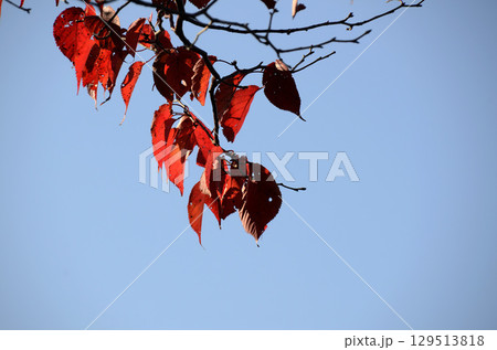 青空と紅葉 青空と紅葉 129513818