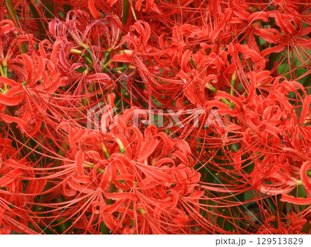 彼岸花 129513829