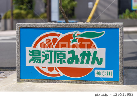 湯河原みかん 129513982